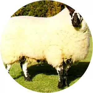 Beulah Speckled Face