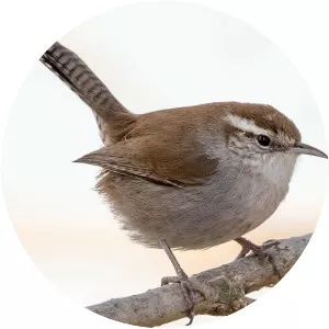 Bewick's wren