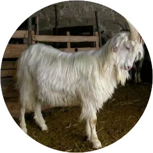 Bianca Monticellana - Domestic goat breed