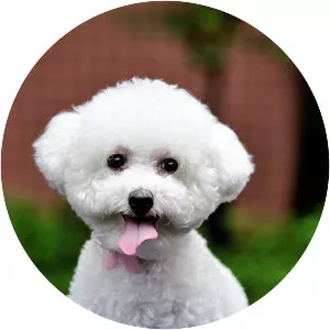 Bichon Frise