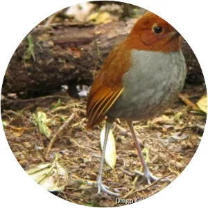 Bicolored antpitta