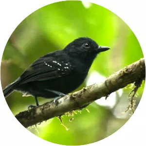 Bicolored antvireo - Bird