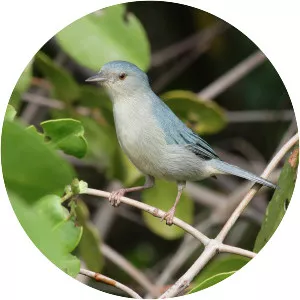 Bicolored conebill