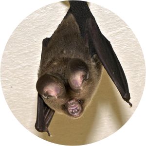 Bicolored roundleaf bat photograph