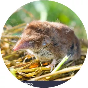 Bicolored shrew - 