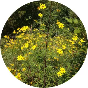 Bidens aristosa - 