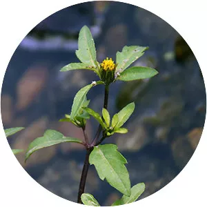 Bidens tripartita