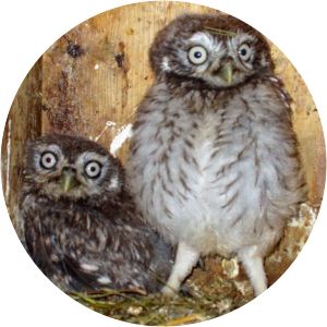 biel zoo alpenvogelpark grindelwald