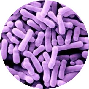 Bifidobacterium animalis