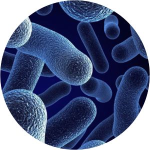 Bifidobacterium bifidum