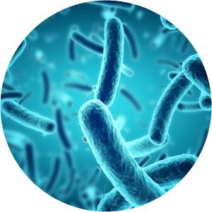 Bifidobacterium longum