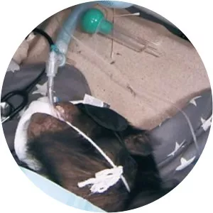 Big Animal Surgery - TV program