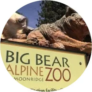 Big Bear Alpine Zoo