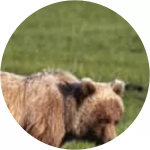 Big Bear Diary - TV program