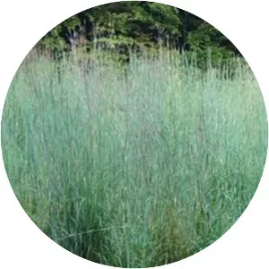 Big bluestem