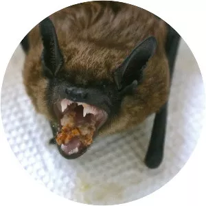 Big brown bat