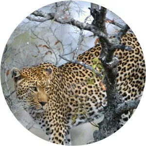 Big Cat ChallengeSince 2003 - TV program