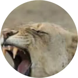 Big Cat Country - TV program