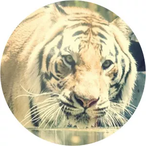 Big Cat GamesSince 2015 - TV program