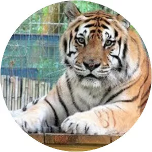 Big Cat Rescue