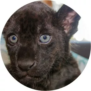 Big Cats About the House