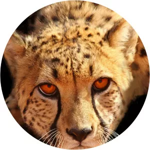 Big Cats: An Amazing Animal Family