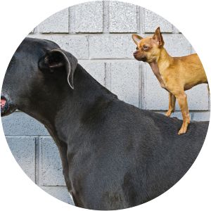 Big Dog and Little Dog