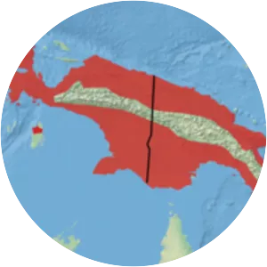 Big-eared flying fox