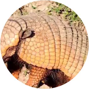 Big hairy armadillo - Animal