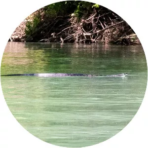 Big Piney Creek - River in Arkansas