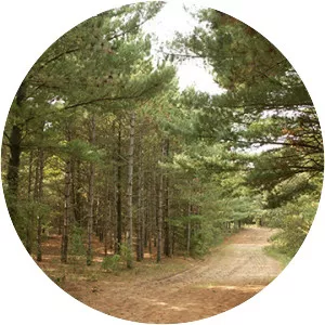 Big River State Forest - 