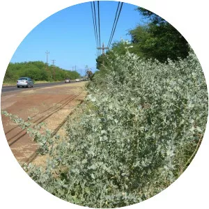Big Saltbush