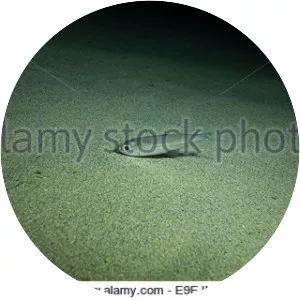 Big-scale sand smelt