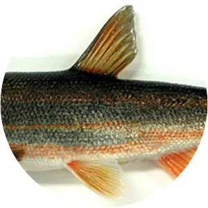 Big-scaled redfin