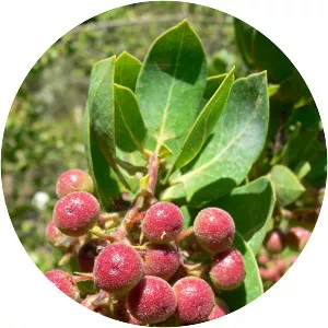 Bigberry manzanita