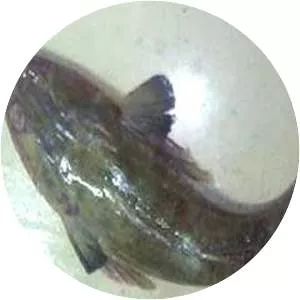 Bigeye flathead