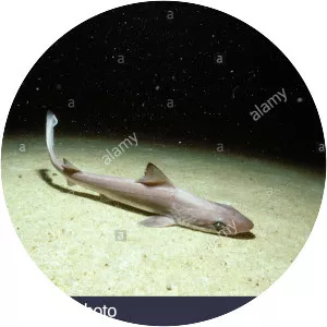 Bigeye houndshark - Fish