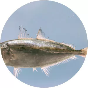 Bigeye scad - Fish