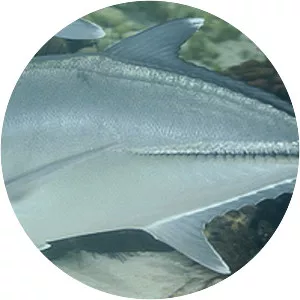 Bigeye trevally