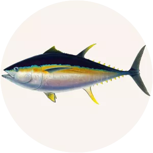 Bigeye tuna