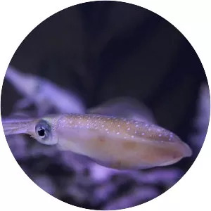 Bigfin reef squid