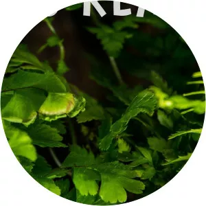 Bigfoot Is RealSince 2020