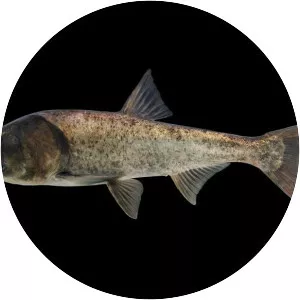 Bighead carp photograph