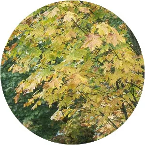 Bigleaf maple