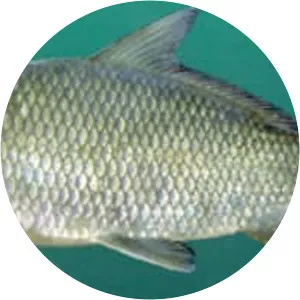Bigmouth buffalo - Fish