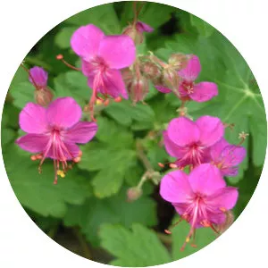 Bigroot Geranium - Plants