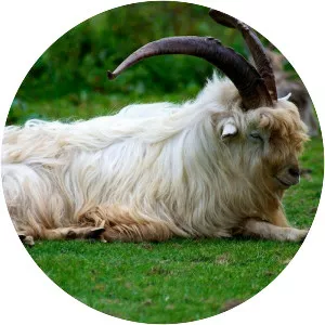 Bilberry goat