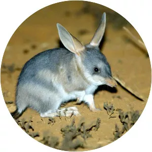 Bilbies
