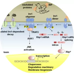 Binding immunoglobulin protein - 