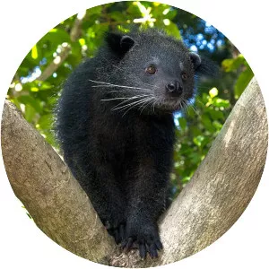 Binturong